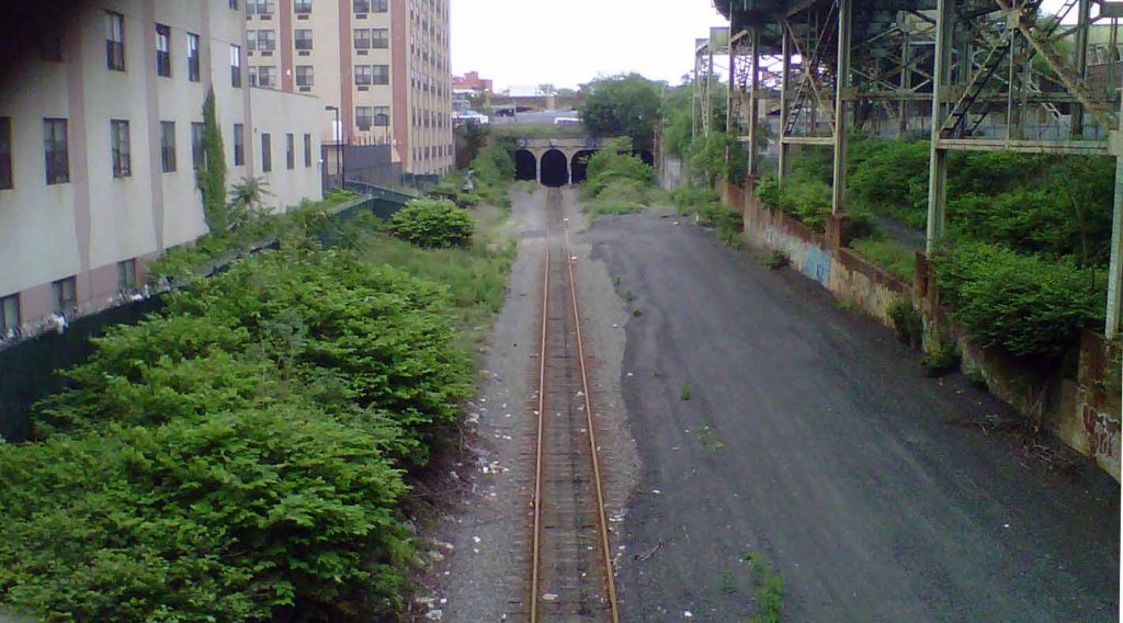 wild urban plants